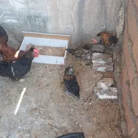مرغ تخم گذار