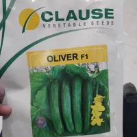 بذر خیار وارداتی
