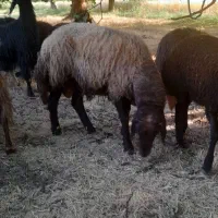بره نر گم شده