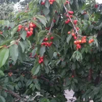 باغ-گیلاس-5300-متر-سرمایه-گذاری-و-کسب-درآمد