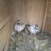 کبوتر پرشی دوکت کله ای