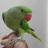 شاه طوطی جوجه نر۱۰۰٪۱۰۰ اسکندر، دستی ،چلوندنی