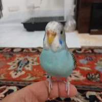 مرغ عشق رام