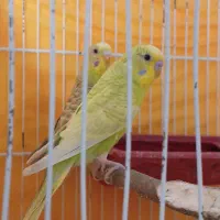 یک جفت مرغ مرغ عشق اسپانگل