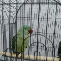 جوجه شاه طوطی نر