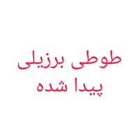 طوطی برزیلی پیدا شده