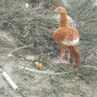 جوجه خروس
