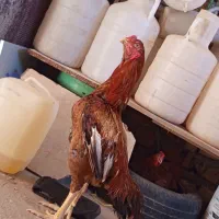 خروس لاری