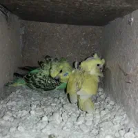 مرغ عشق مولد پروانه ای دوگل با جوجه سرلاکی و نر