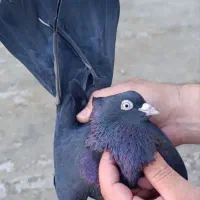 کفتر زاغ ابادانی