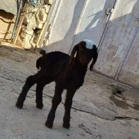 بره شیر خور، بره شیری دو قلو