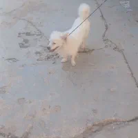 سگ پامر
