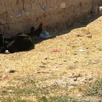 خروس کاکلی