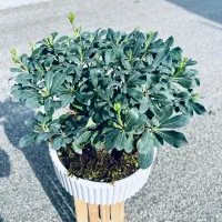 بونسای|گل و گیاه طبیعی|گیلان غرب, |دیوار