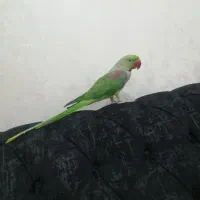 شاه طوطی نر سخنگو فول اهلی سایز بزرگ
