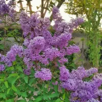 باغ-ویلا-استخر