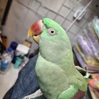شاه طوطی