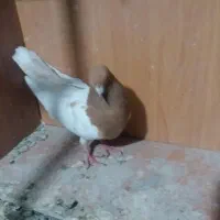 کبوتر کله زرد  نر