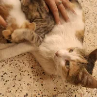 گربه|گربه|سیاهکل, |دیوار