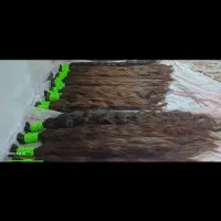 خریدار موهای خام و رنگی به بالاترین قیمت  در استان