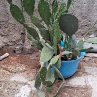 گل کاکتوس  اپوتونیا