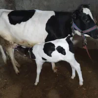 گاو با گوساله ماده