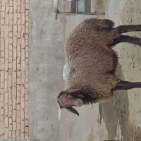بره نر