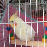 عروس هلندی