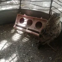 قفس با پرنده
