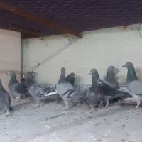 کبوتر مسافتی