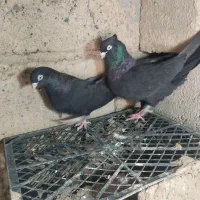 کبوتر سیاه