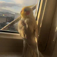 عروس هلندی سخنگو
