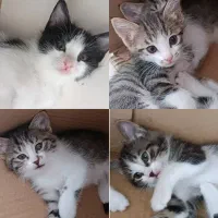 واگذاری گربه