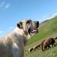 سگ سرابی اصیل
