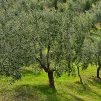 چهارهکتار کشاورزی آماده تقدیم