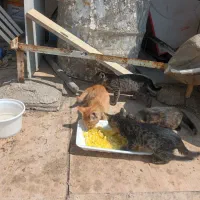 گربه بازیگوش