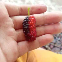 توت سیاه درجه یک