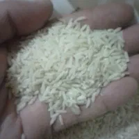 برنج طارم هاشمی