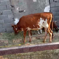 گاو