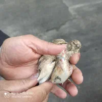 سهره سینه سرخ