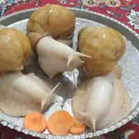 حلزون آچیتا آلبینو
