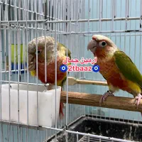 یک جفت گرینچیک پیش مولد آناناسی سوپر‌رد