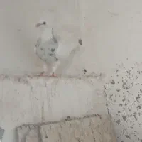 کبوتر طوقی