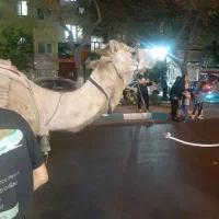 قصاب ماهر