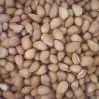 بادام کوهی تلخ مال امسال