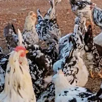 تخم نطفه دار گلین و جوجه ۱ روزه