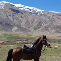 اسب