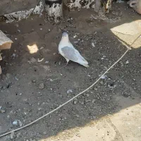 کفتر  ساده