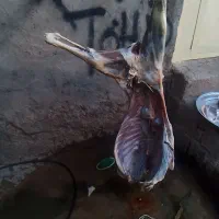 گوشت خورشتی