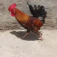 خروس محلی